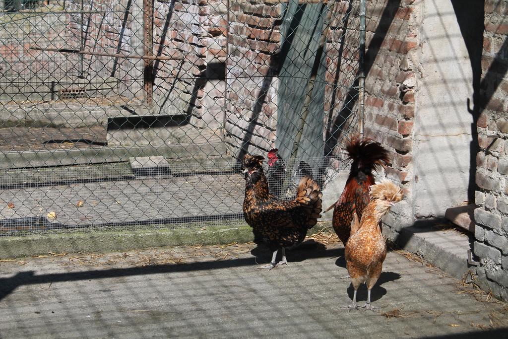 Agriturismo Le Clementine Badia Polesine Ngoại thất bức ảnh